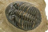 Detailed Hollardops Trilobite - Foum Zguid, Morocco #363173-3